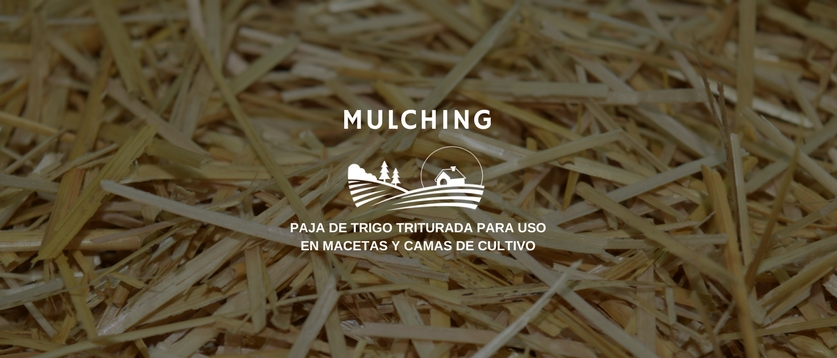 Paja de trigo triturada